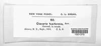 Clavulinopsis fusiformis image